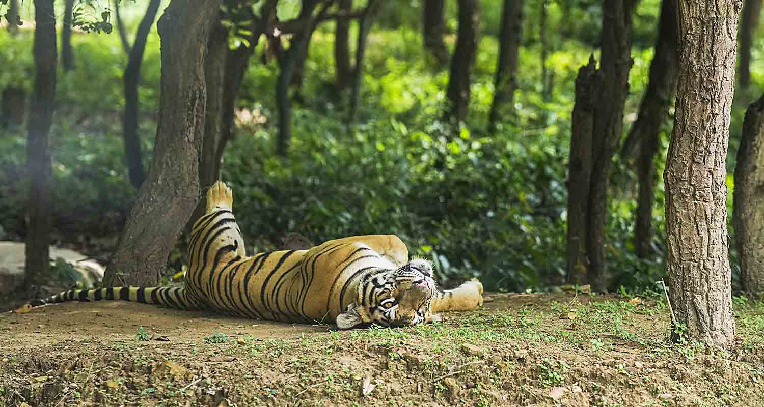 Rajgir: A Royal Bengal tiger rests under the shade of a tree, at Rajgir Zoo Safari in Rajgir, Bihar, on Tuesday.
