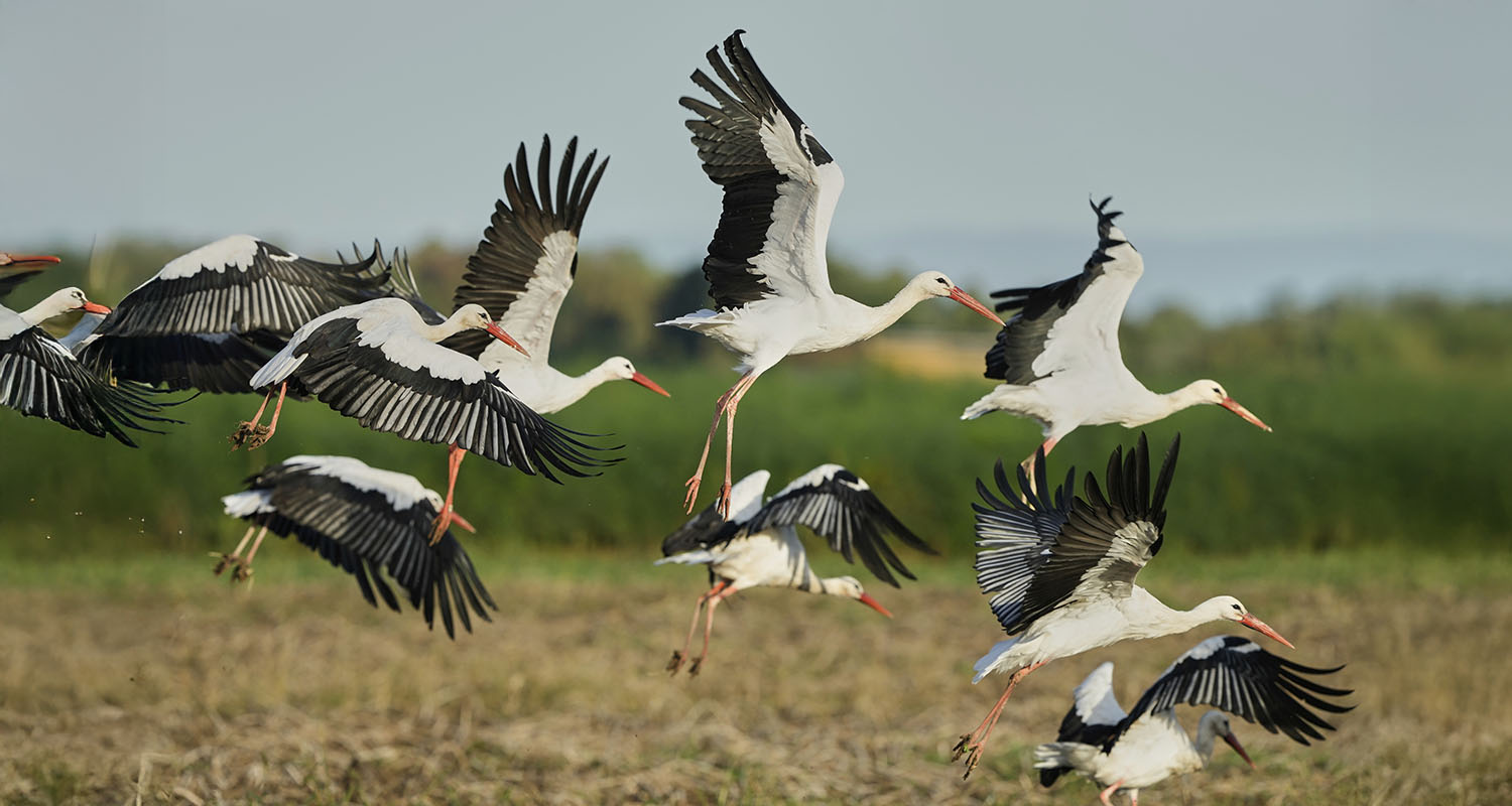 Storks fly over fields in Buettelborn near Frankfurt, Germany, on Tuesday.