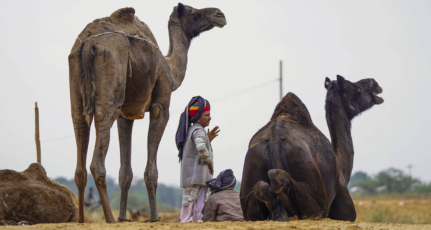 Ajmer: Camel herders at the annual Pushkar Camel Fair 2025, in Ajmer district, Rajasthan, on Tuesday. Ajmer: Camel herders at the annual Pushkar Camel Fair 2025, in Ajmer district, Rajasthan, on Tuesday.
