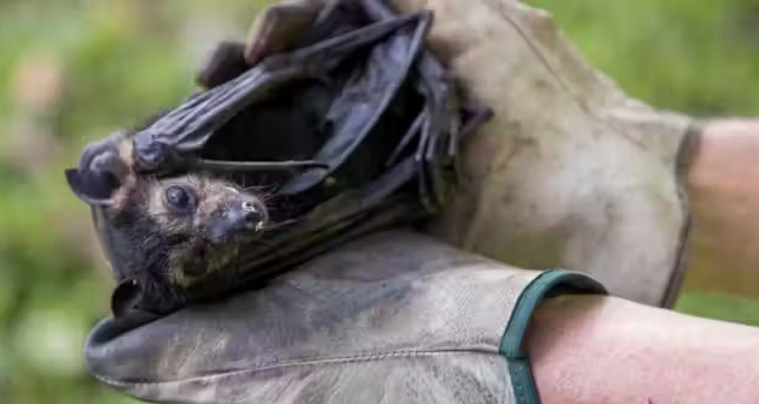 Flying Fox Protection Here’s how endangered spectacled flying fox saves rainforests
