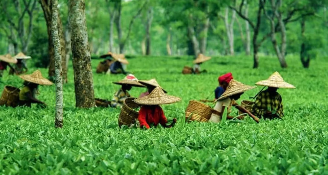 Asay Tea Assam Tea's 200-year legacy celebrated at New York food fair