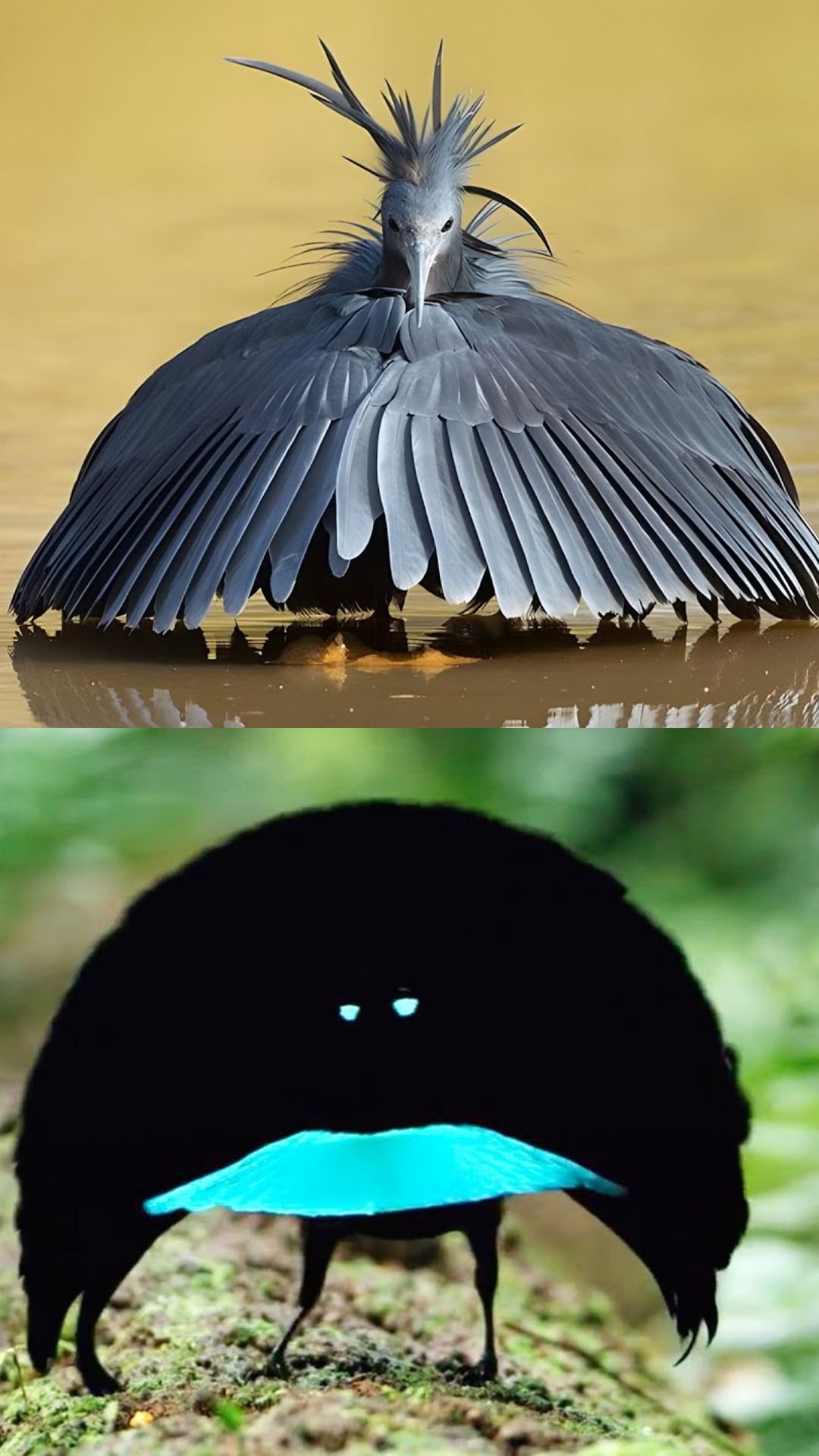 What Is The Rarest Birds