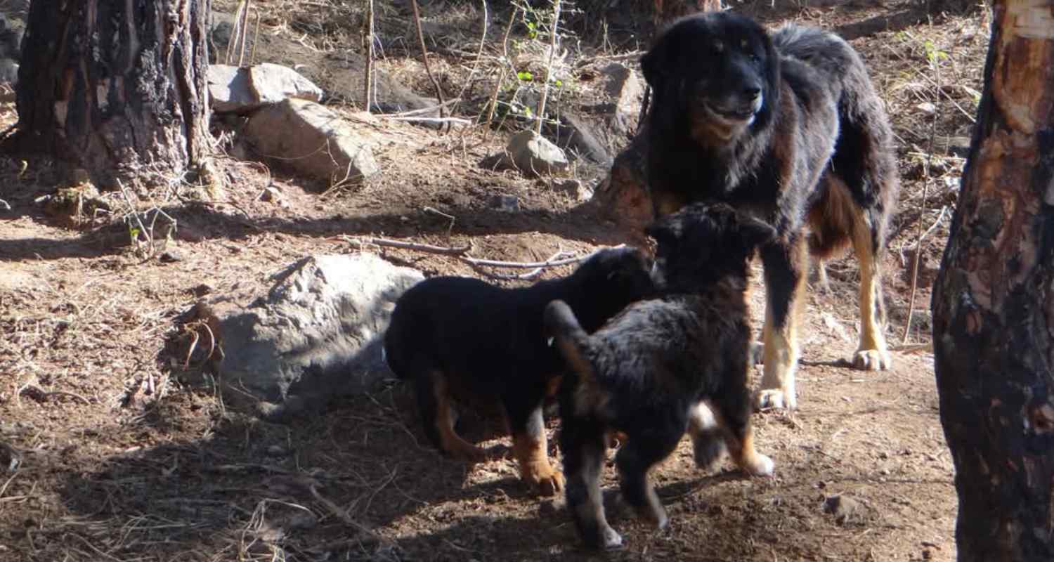 Gradi Dog Gaddi dog becomes first registered breed of Himalayan region