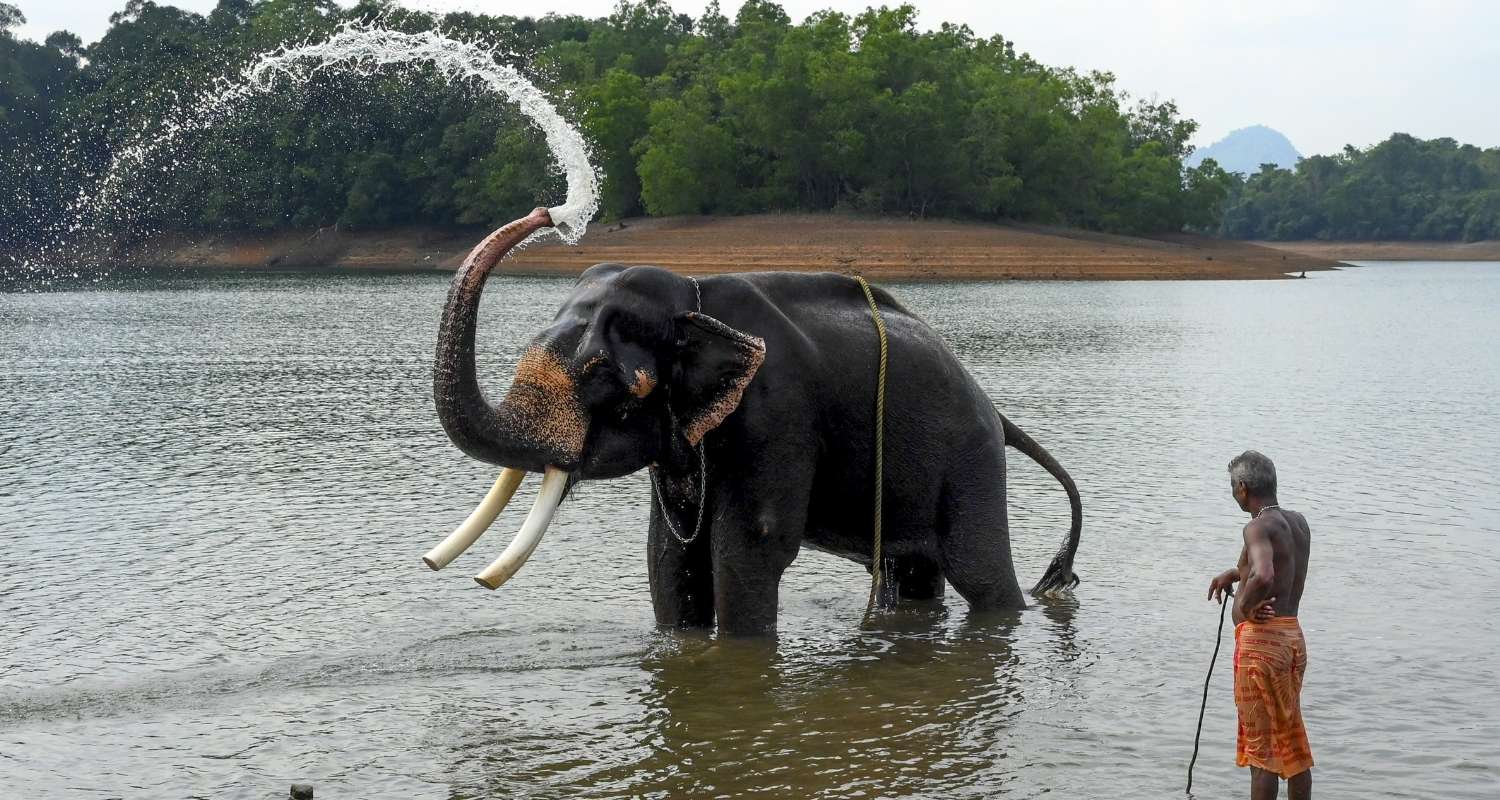 Soman, an 85-year-old elephant, splashes water as a mahout looks on, in Thiruvananthapuram on Tuesday.