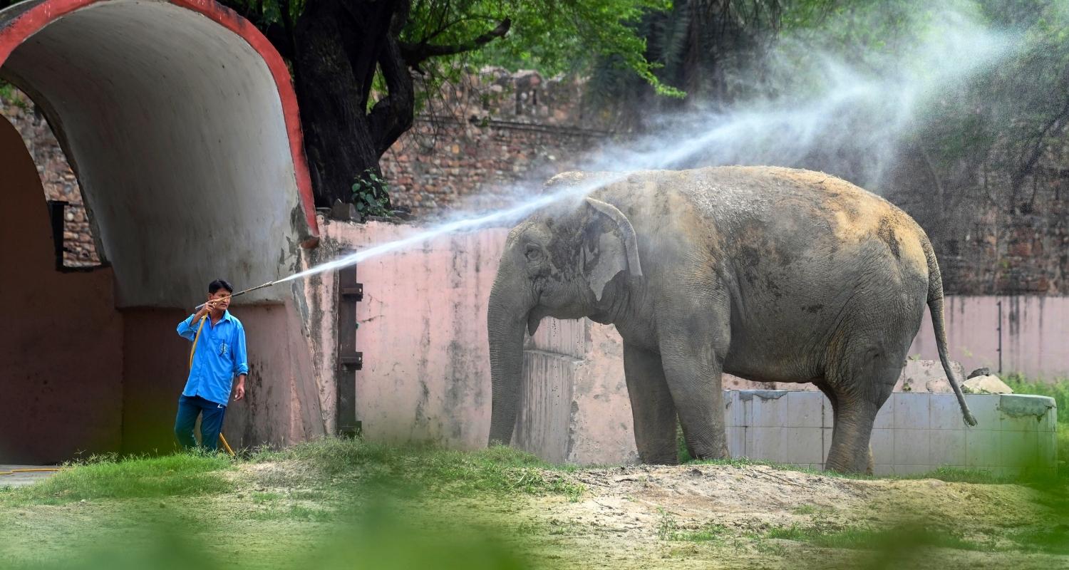 Soman, an 85-year-old elephant, splashes water as a mahout looks on, in Thiruvananthapuram on Tuesday.