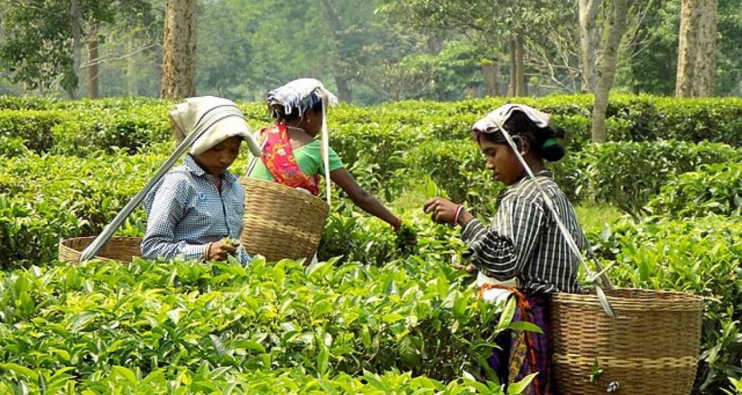 Tea Board for effective food safety standards