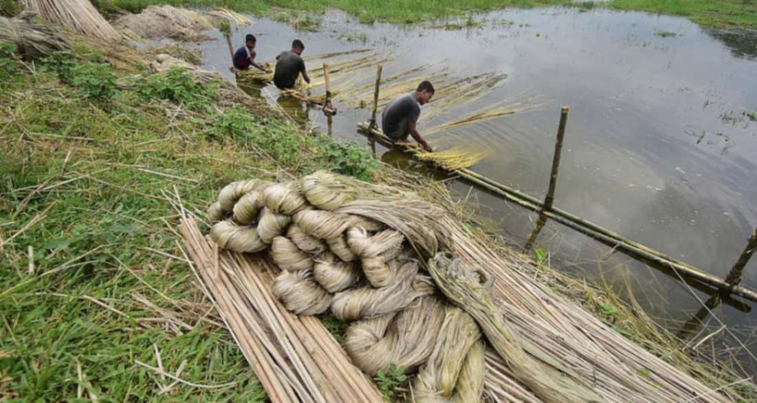 Illegal hoarding: 10,000 quintals of raw jute seized in WB raids