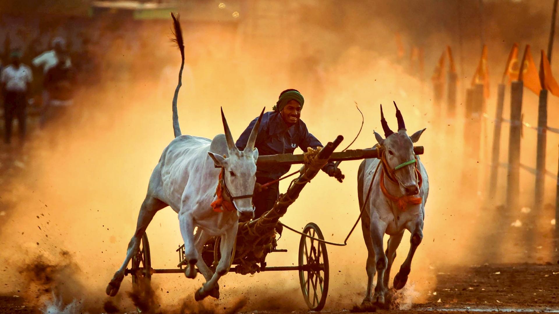 A participant rides a bullock cart during a state-level bullock cart race organized by villagers at Nanganahalli, near Chikmagalur, in Karnataka, on Sunday.