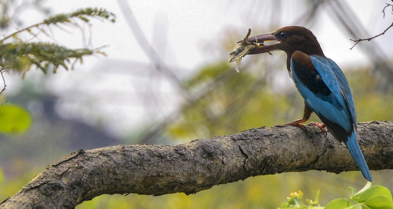 Siliguri: A white-throated kingfisher with a freshly caught insect sits on a tree branch, in Siliguri, West Bengal, on Friday. Siliguri: A white-throated kingfisher with a freshly caught insect sits on a tree branch, in Siliguri, West Bengal, on Friday.