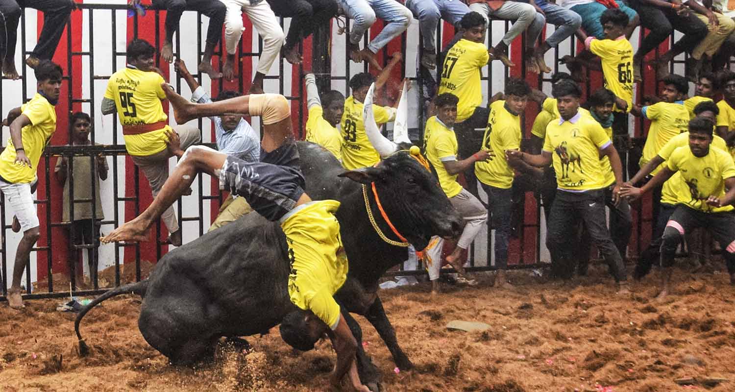 Participants try to subdue a bull during Jallikattu, a bull-taming sport, on the occasion of Mattu Pongal, at an arena at Suriyur, in Tiruchirappalli district, Tamil Nadu, on Friday. Participants try to subdue a bull during Jallikattu, a bull-taming sport, on the occasion of Mattu Pongal, at an arena at Suriyur, in Tiruchirappalli district, Tamil Nadu, on Friday.