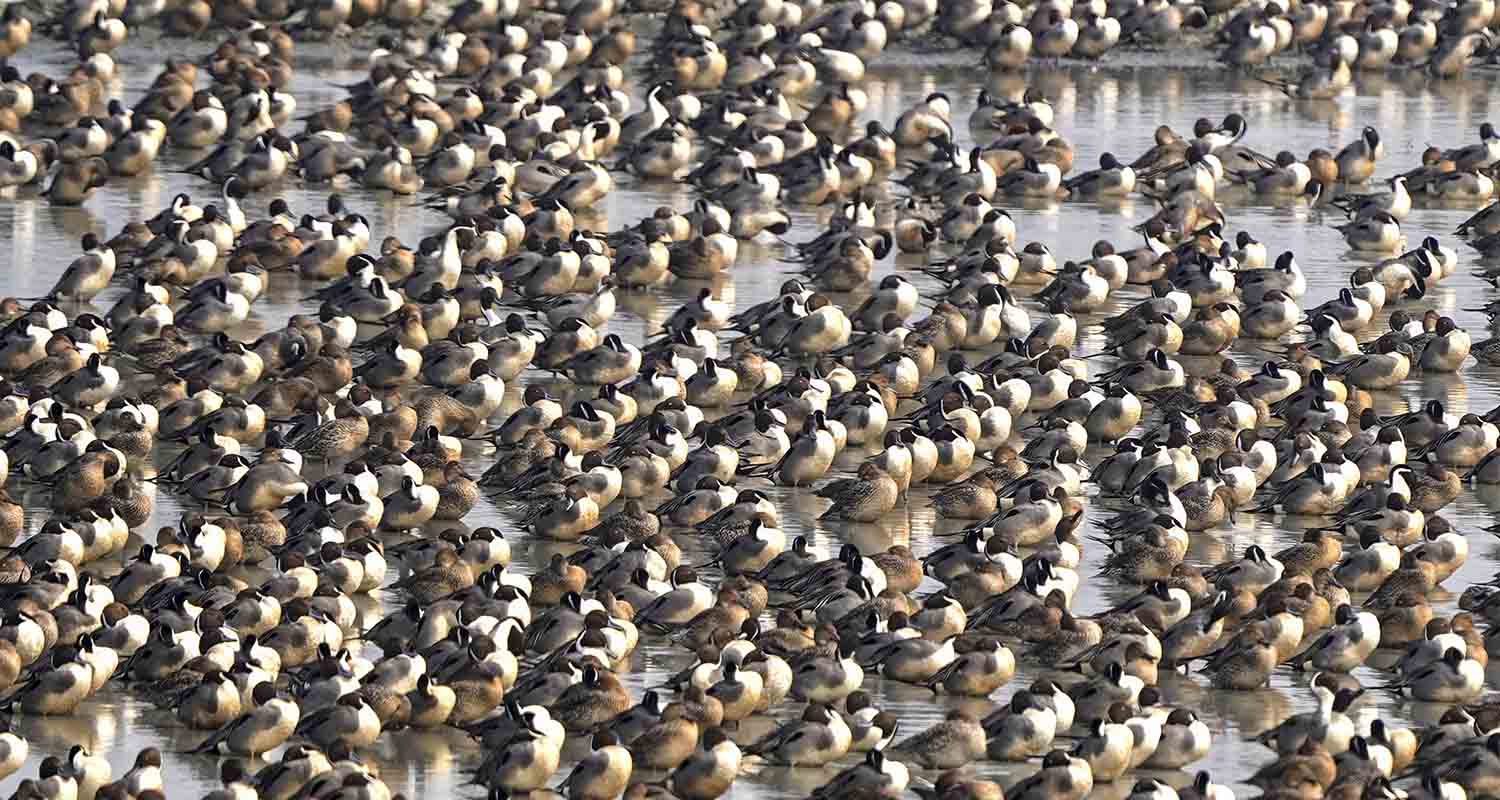 A flock of northern pintail ducks congregate in a wetland at the Pobitora Wildlife Sanctuary, in Morigaon district, Assam, on Thursday. A flock of northern pintail ducks congregate in a wetland at the Pobitora Wildlife Sanctuary, in Morigaon district, Assam, on Thursday.