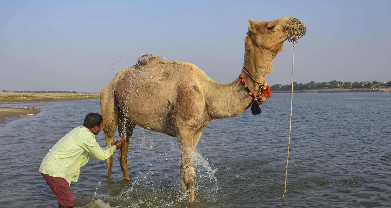 A herder bathes a camel in the Ganga river amid heat during the summer season, in Mirzapur, Uttar Pradesh, on Thursday.