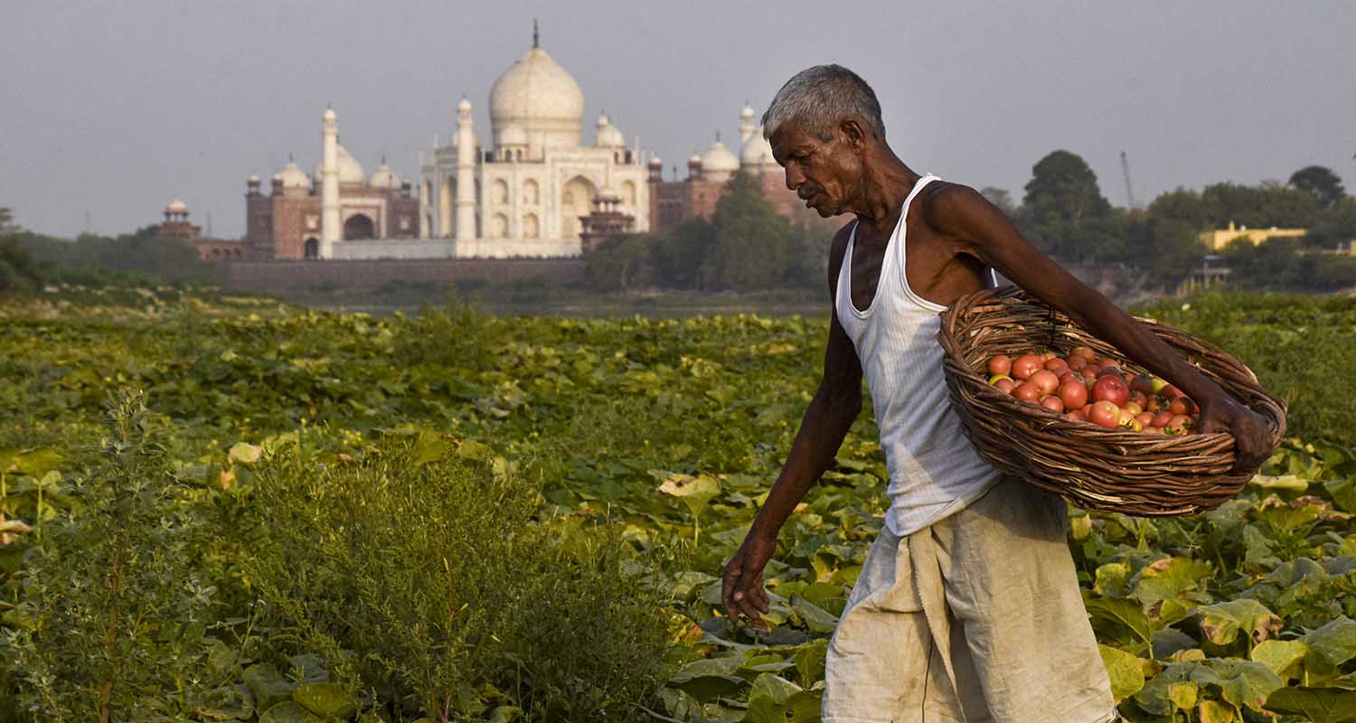A worker harvests tomatoes at a field on a hot summer day, near the Taj Mahal, in Agra, Uttar Pradesh, on Thursday.