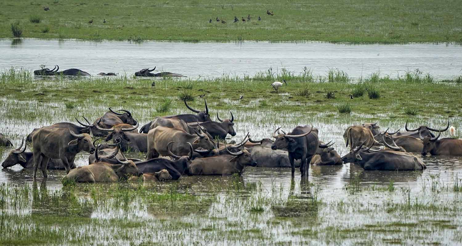 A herd of wild water buffaloes wallow in rainwater at the Pobitora Wildlife Sanctuary, in Morigaon, Assam, on Wednesday.