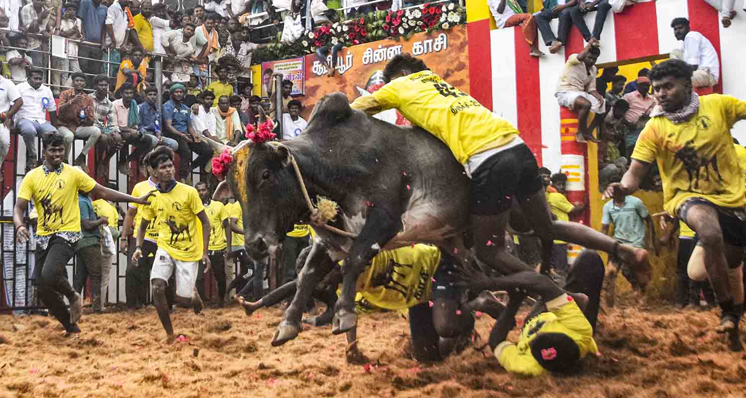 Participants try to subdue a bull during Jallikattu, a bull-taming sport, on the occasion of Mattu Pongal, at an arena at Suriyur, in Tiruchirappalli district, Tamil Nadu, on Friday. Participants try to subdue a bull during Jallikattu, a bull-taming sport, on the occasion of Mattu Pongal, at an arena at Suriyur, in Tiruchirappalli district, Tamil Nadu, on Friday.