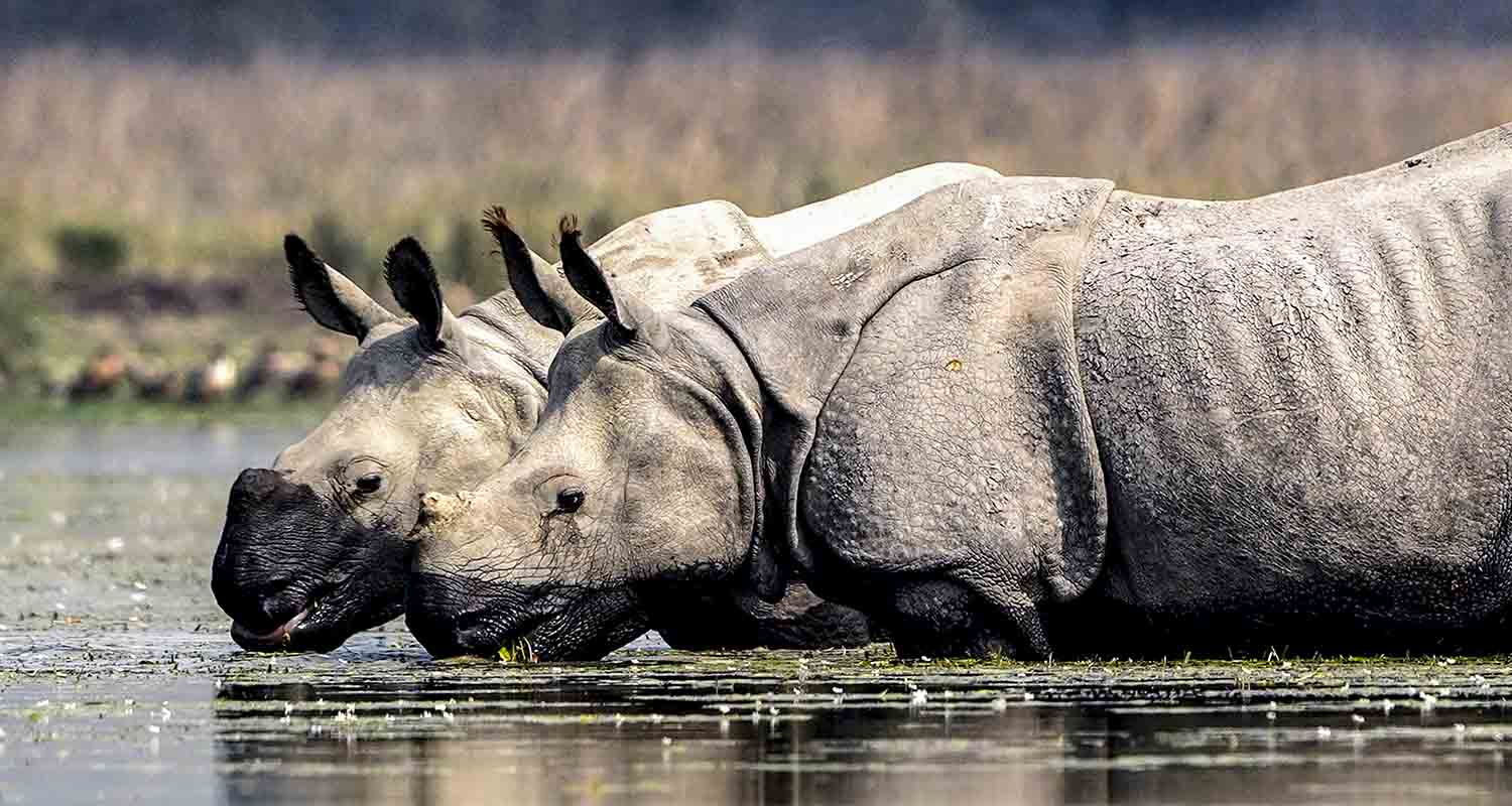 A flock of northern pintail ducks congregate in a wetland at the Pobitora Wildlife Sanctuary, in Morigaon district, Assam, on Thursday. A flock of northern pintail ducks congregate in a wetland at the Pobitora Wildlife Sanctuary, in Morigaon district, Assam, on Thursday.