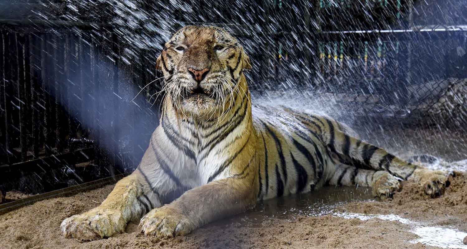 A herder bathes a camel in the Ganga river amid heat during the summer season, in Mirzapur, Uttar Pradesh, on Thursday.