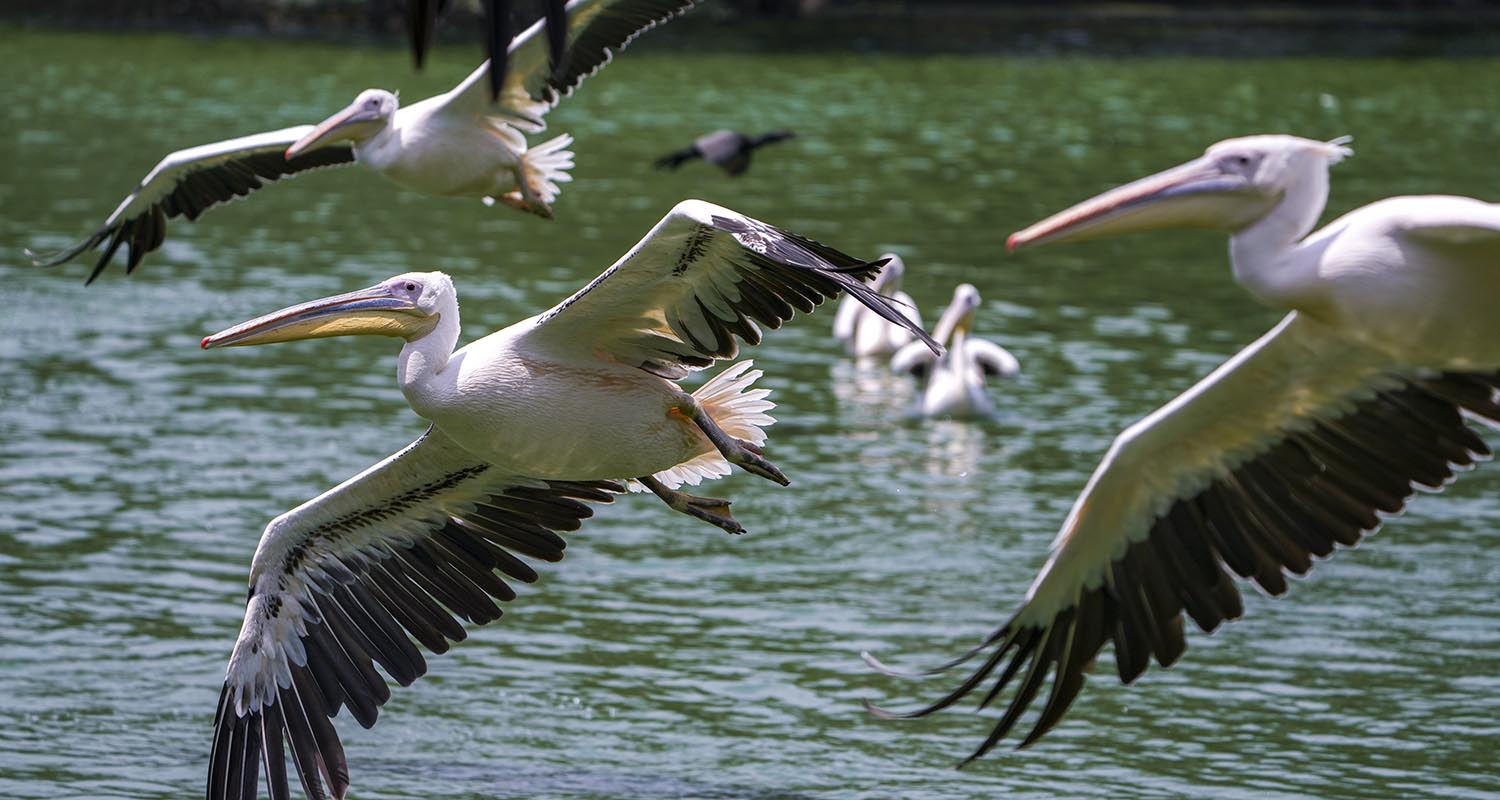 A flock of egrets flies inside the National Zoological Park, in New Delhi, on Tuesday.