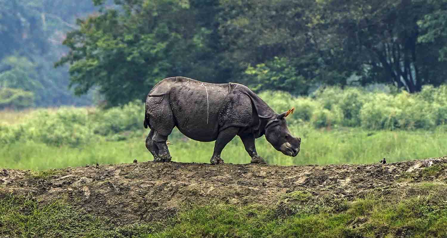 A herd of wild water buffaloes wallow in rainwater at the Pobitora Wildlife Sanctuary, in Morigaon, Assam, on Wednesday.