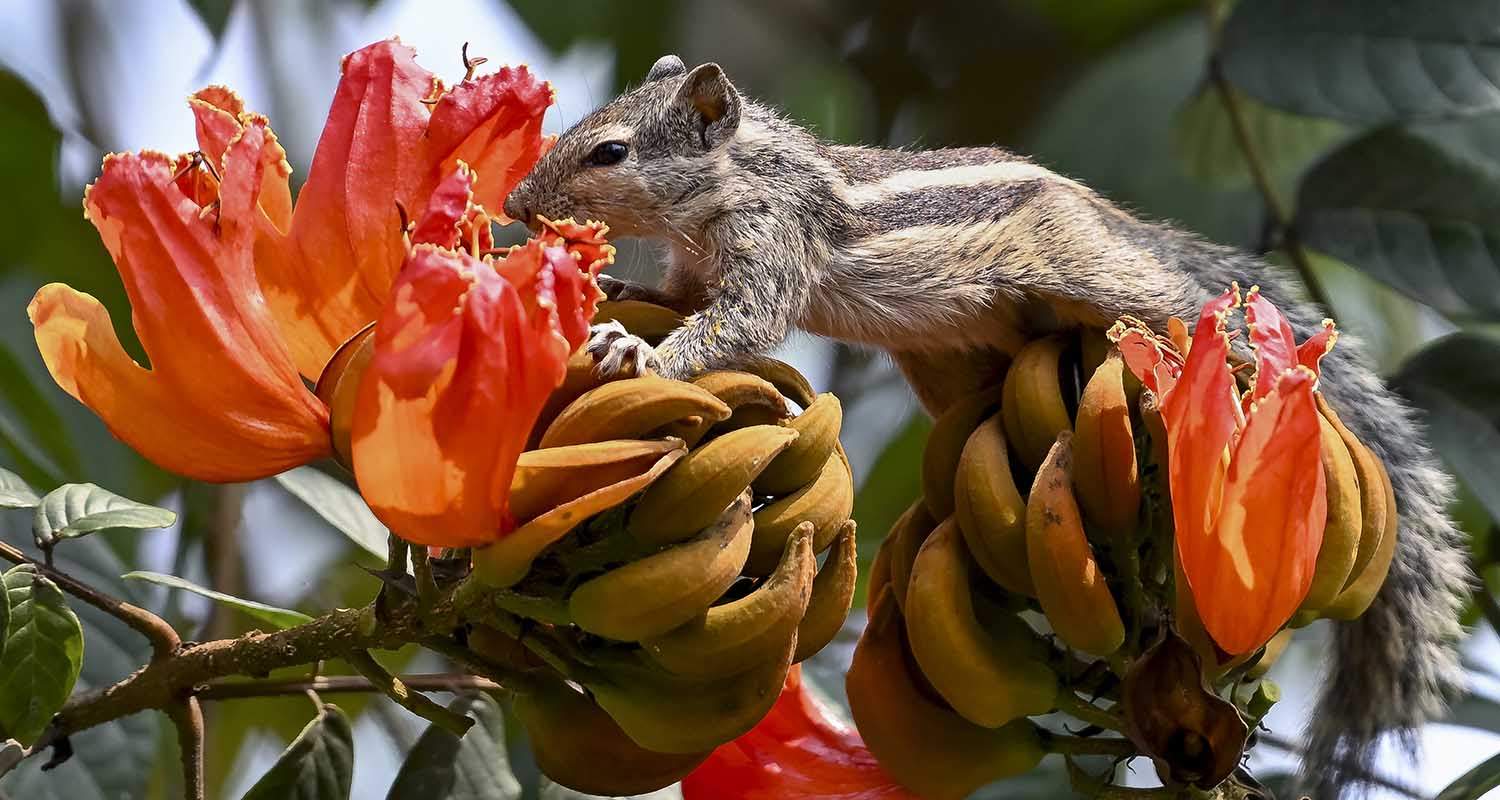 Mustard flowers bloom in a field in Tral area of Pulwama district, Jammu and Kashmir