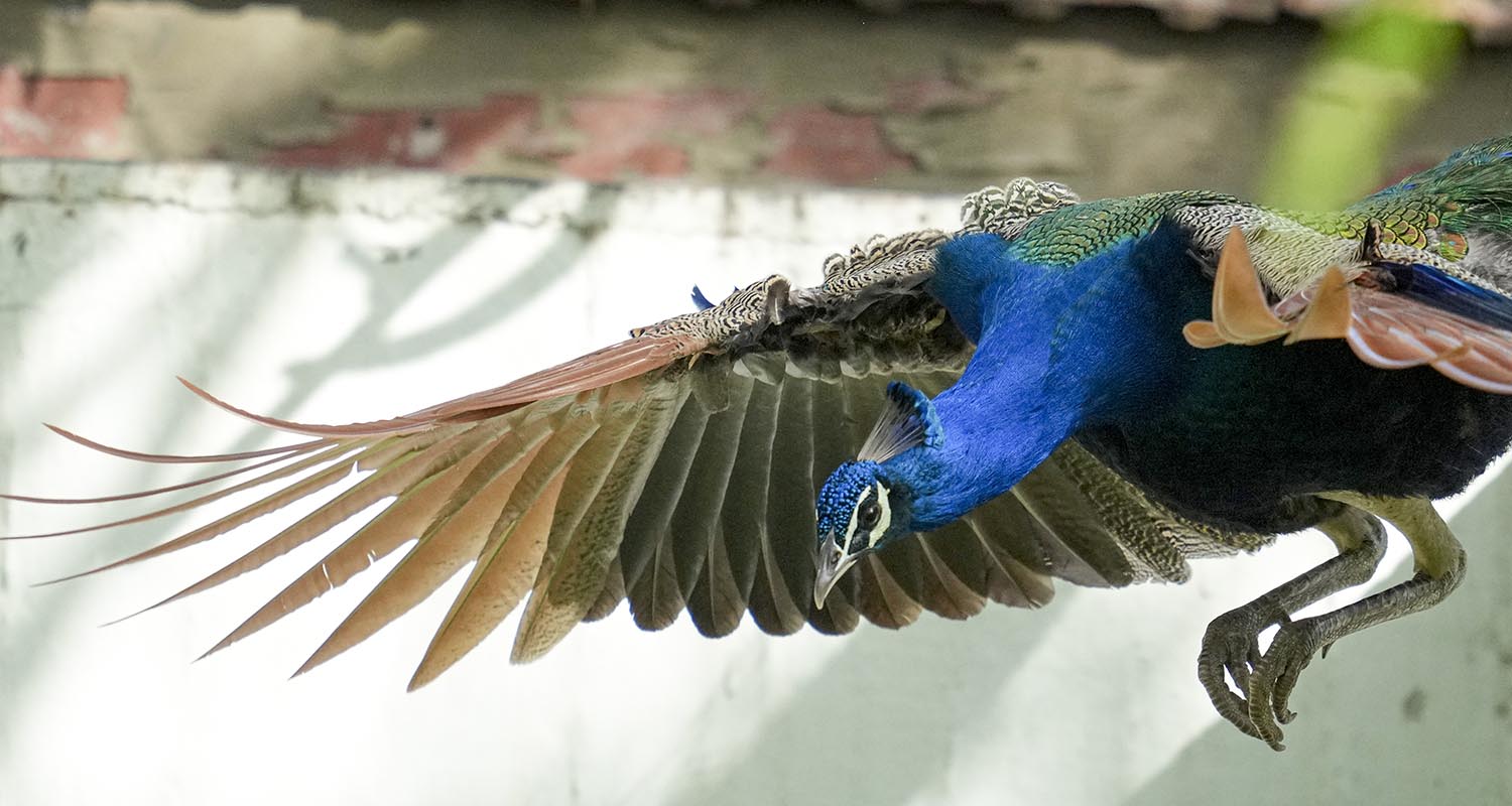 A peacock flies low over an open area, in Ahmedabad, Gujarat, Saturday. A peacock flies low over an open area, in Ahmedabad, Gujarat, Saturday.