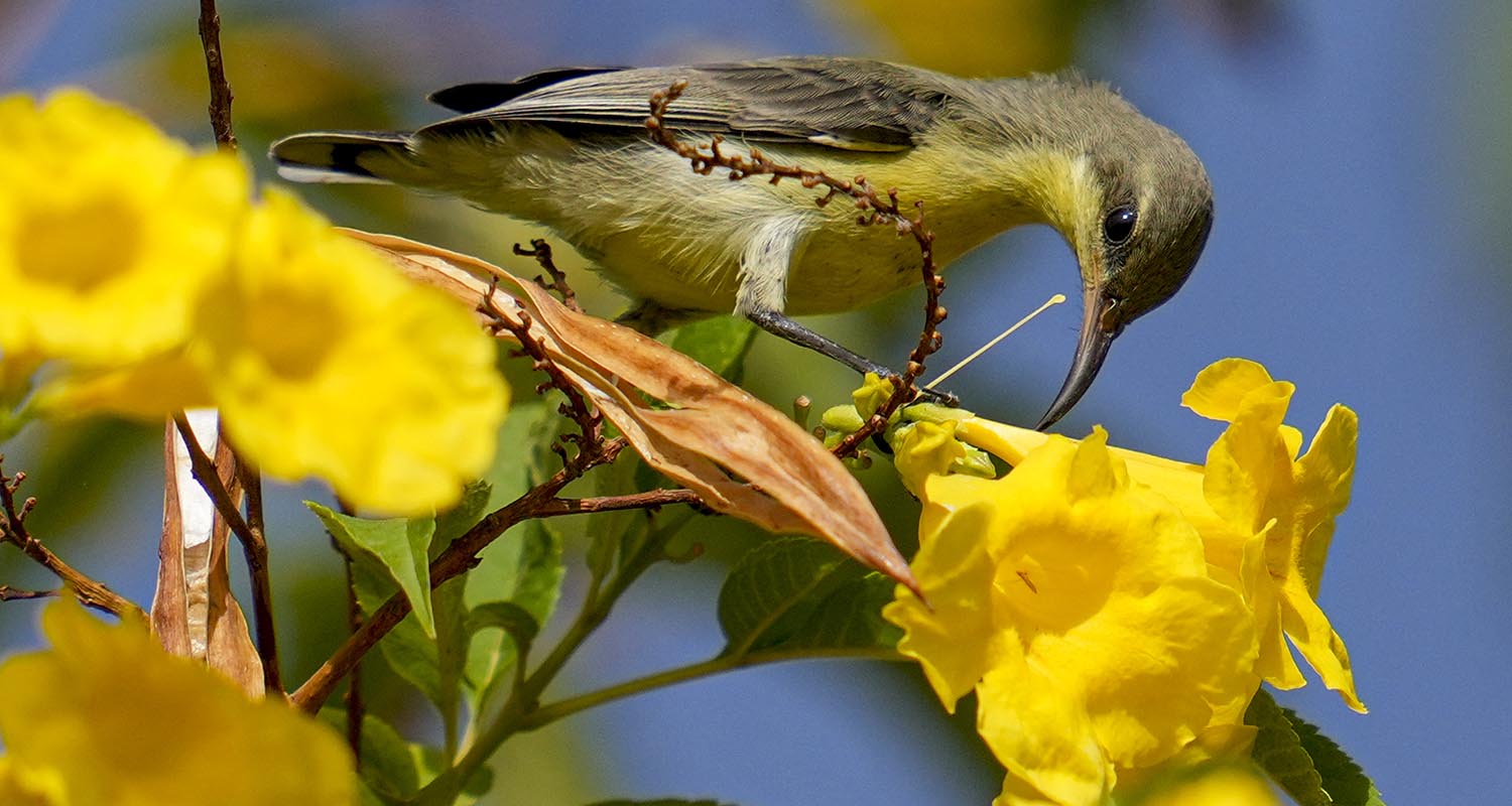 A peacock flies low over an open area, in Ahmedabad, Gujarat, Saturday. A peacock flies low over an open area, in Ahmedabad, Gujarat, Saturday.