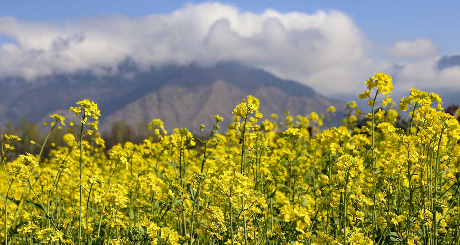 Mustard flowers bloom in a field in Tral area of Pulwama district, Jammu and Kashmir