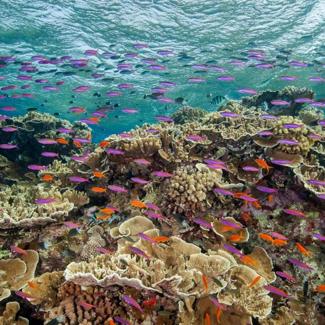 It's official: Humanity has failed The Great Barrier Reef