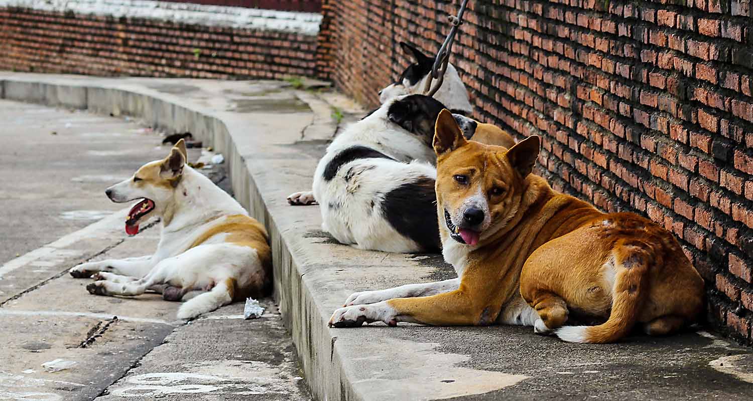 A six-year-old boy mauled to death by stray dogs in UP